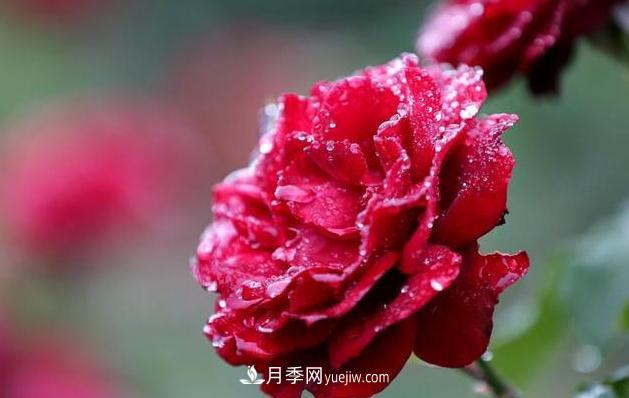 怎樣管理才能夠使月季花四季花香艷呢？(圖1)