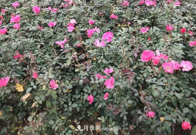 60公分高豐花月季批發(fā)_南陽(yáng)基地值得信賴(圖1)