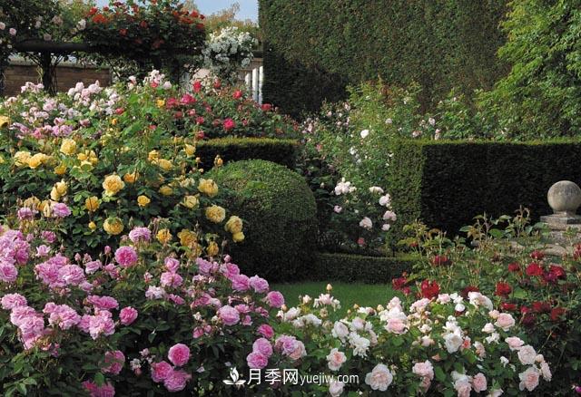 在農(nóng)村種植綠化苗木有發(fā)展前途嗎？種什么苗木有市場(chǎng)？(圖1)