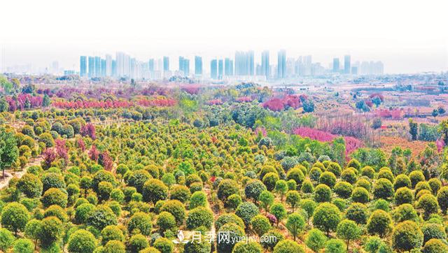 安徽肥西打造苗木花卉產(chǎn)業(yè)“強(qiáng)引擎”(圖1)