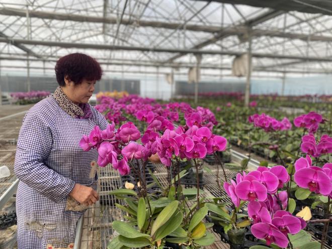 寧夏賀蘭：花卉產(chǎn)業(yè)為鄉(xiāng)村振興注入新動(dòng)能(圖1)