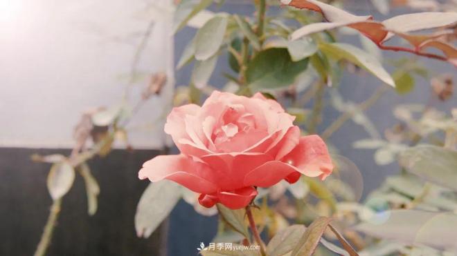 牽手農(nóng)科院！蘭州新區(qū)將建西北***大月季種質(zhì)資源圃(圖1)