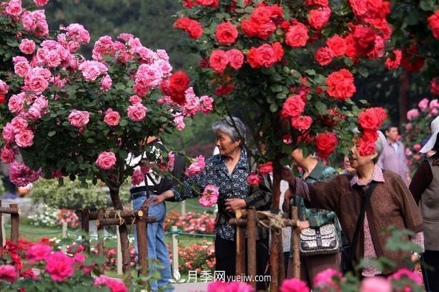 家庭園藝選擇樹狀月季，花期長生命力強(qiáng)種植簡單(圖2)