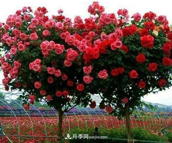 家庭園藝選擇樹狀月季，花期長生命力強(qiáng)種植簡單(圖1)