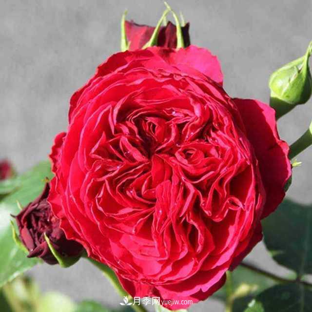 月季界的4大開(kāi)花機(jī)器，養(yǎng)2種就擁有一個(gè)花園(圖2)