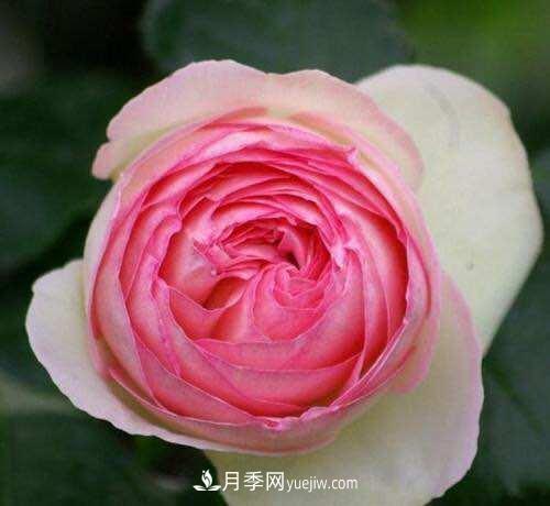 月季界的4大開(kāi)花機(jī)器，養(yǎng)2種就擁有一個(gè)花園(圖1)