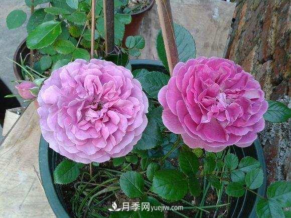 月季界的4大開(kāi)花機(jī)器，養(yǎng)2種就擁有一個(gè)花園(圖3)