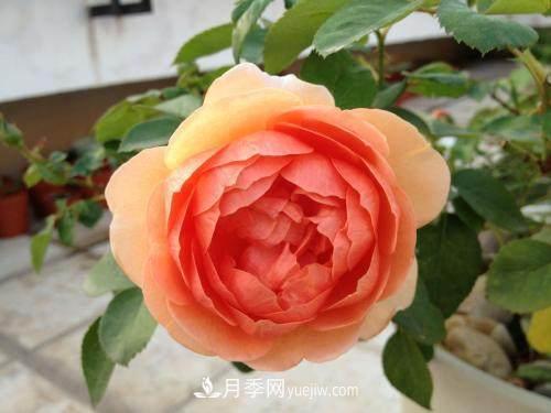 月季界的4大開(kāi)花機(jī)器，養(yǎng)2種就擁有一個(gè)花園(圖4)