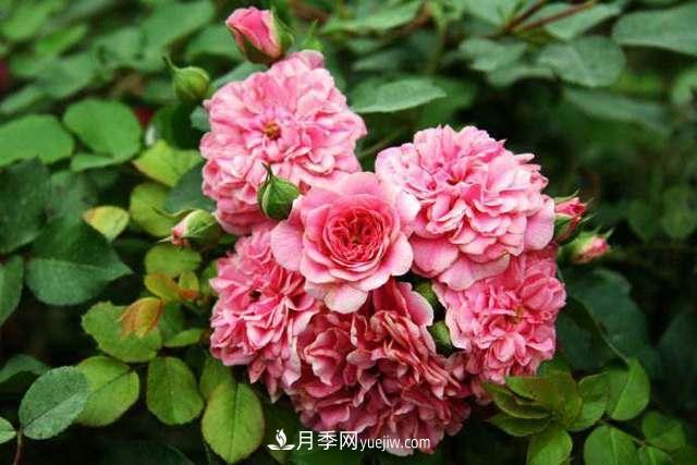月季界的4大開(kāi)花機(jī)器，養(yǎng)2種就擁有一個(gè)花園(圖5)