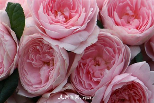 月季開花機(jī)器**名是什么？請(qǐng)叫我**名(圖1)