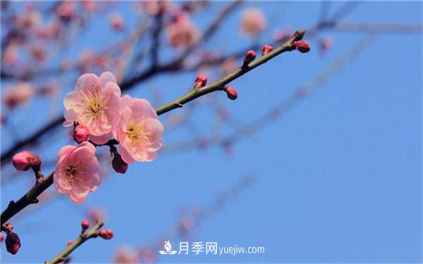 中國十大盆景排名，看看有哪些品種(圖2)