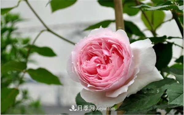 十大勤花月季名單，***經(jīng)典勤花月季花推薦(圖1)