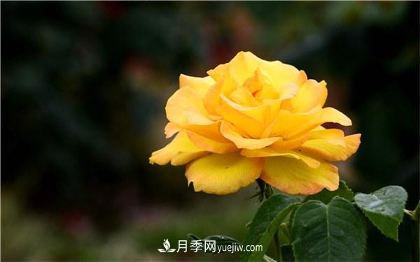 有什么后悔種的月季品種？不值得買的月季品種(圖1)