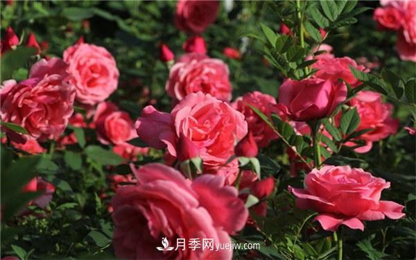 有什么后悔種的月季品種？不值得買的月季品種(圖2)