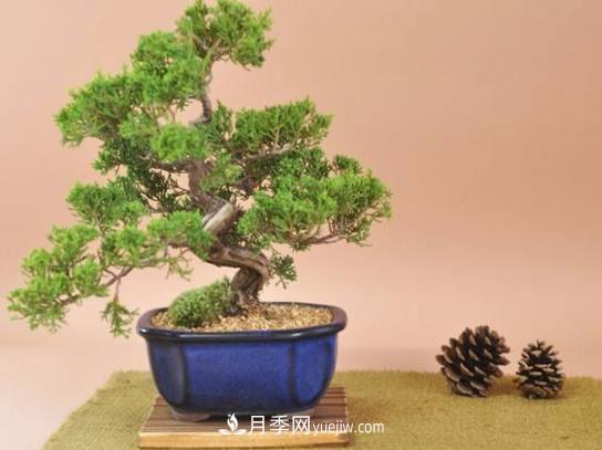 中國(guó)十大盆景排名，名貴盆景有哪些？(圖1)