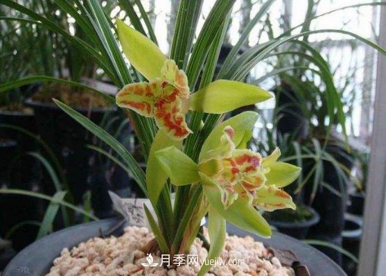 十大名貴蘭花品種，***好看的蘭花排名(圖1)