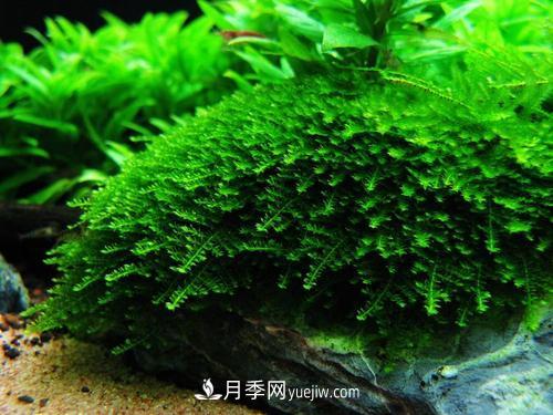 十大養(yǎng)不死的水草有哪些？(圖1)
