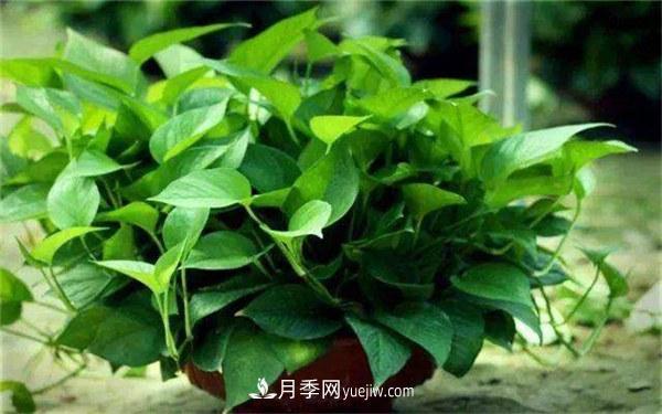 室內(nèi)十大凈化空氣植物，誰吸收有害氣體***有效？(圖1)