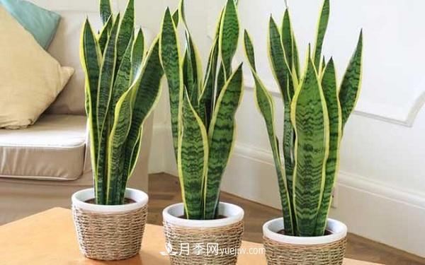 室內(nèi)十大凈化空氣植物，誰吸收有害氣體***有效？(圖3)
