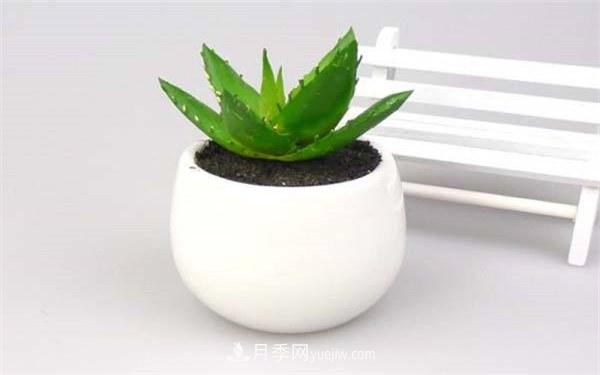 室內(nèi)十大凈化空氣植物，誰吸收有害氣體***有效？(圖2)