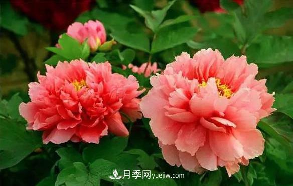 十大耐寒名花，判斷耐寒性較強(qiáng)的花卉(圖1)