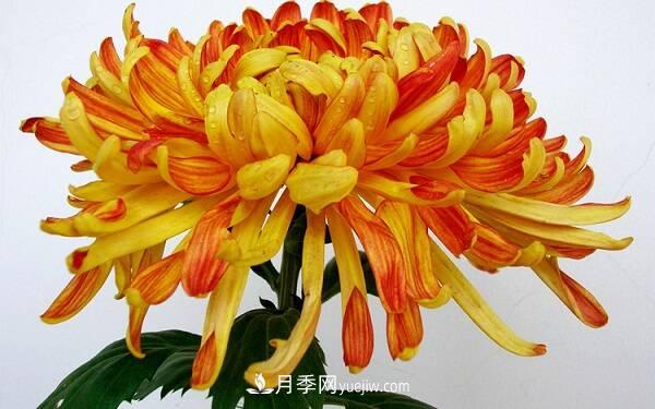 菊花種類大全，菊花有多少個(gè)品種(圖1)