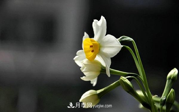 常見的草本植物有哪些？(圖2)