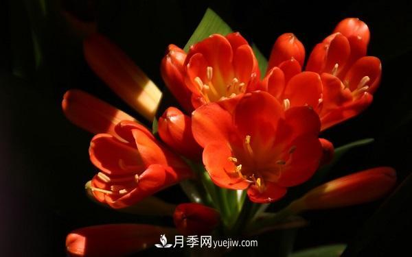 常見的草本植物有哪些？(圖5)