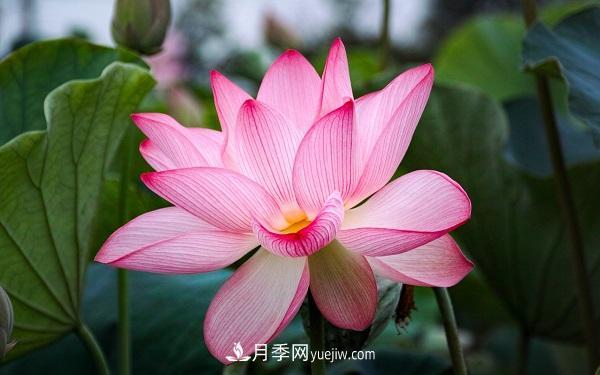 常見的草本植物有哪些？(圖4)