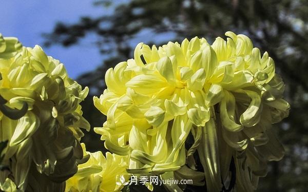 常見的草本植物有哪些？(圖3)