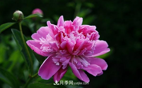 常見的草本植物有哪些？(圖1)