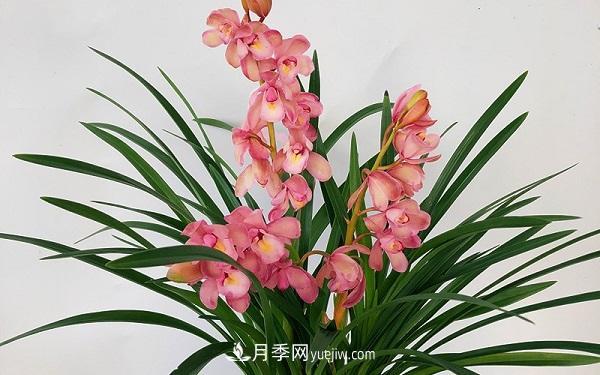 蘭花栽培方法是什么？怎么樣才能養(yǎng)好蘭花？(圖1)