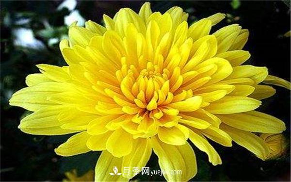 北方秋天開(kāi)的花有哪些？哪個(gè)***好養(yǎng)？(圖1)