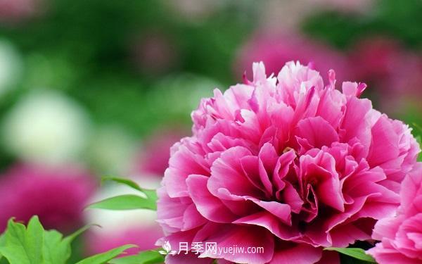 家庭牡丹花怎么養(yǎng)？要注意哪些方面？(圖1)