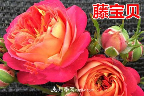 藤寶貝月季的特點(diǎn)(圖1)