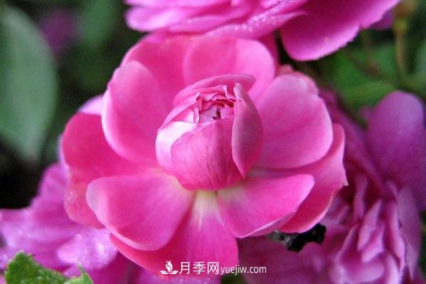 花期***長(zhǎng)***好養(yǎng)的微型月季品種有哪些(圖1)