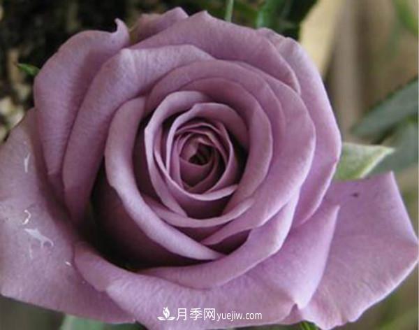 當(dāng)下***熱銷的月季，3個(gè)買了不后悔的月季品種(圖3)