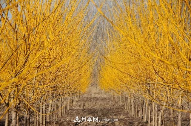 苗木人還有什么新路線可以走？(圖2)