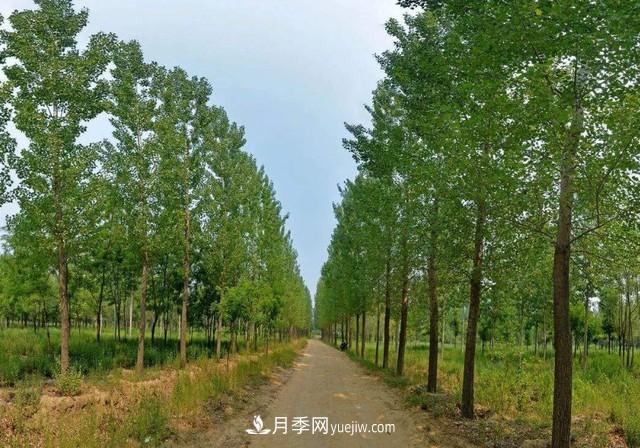 苗木人還有什么新路線可以走？(圖3)