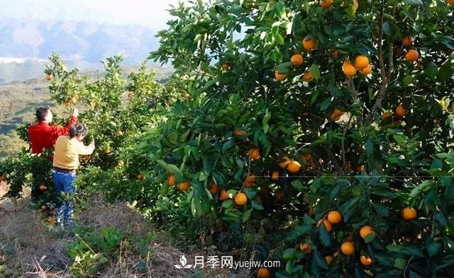 苗木人還有什么新路線可以走？(圖4)
