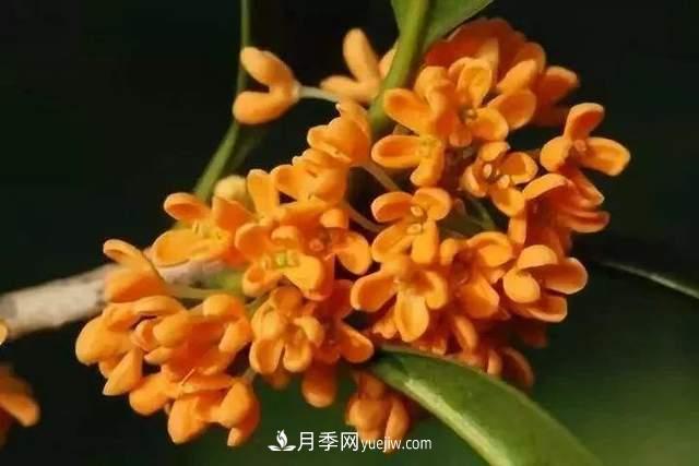 門前種桂花樹(shù)真的好嗎？(圖2)