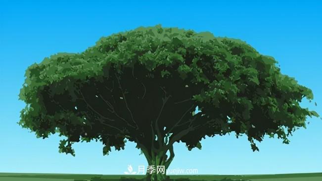 三個方法，教你給苗木擴(kuò)冠(圖1)