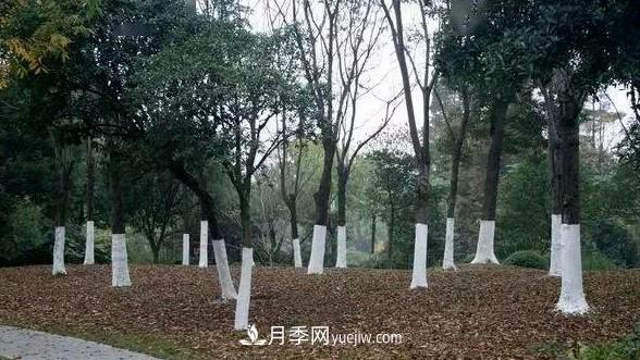 樹木涂白用途側重點不同，配方也不同(圖1)