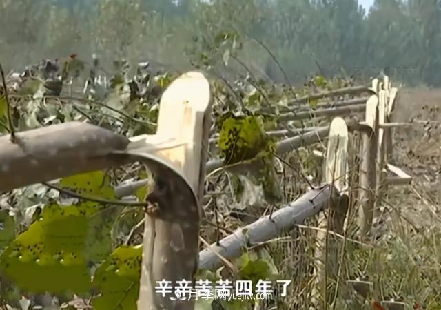 苗木如何防盜？(圖1)