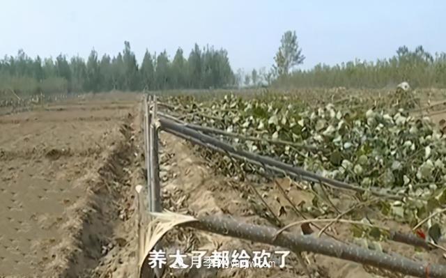 苗木如何防盜？(圖2)