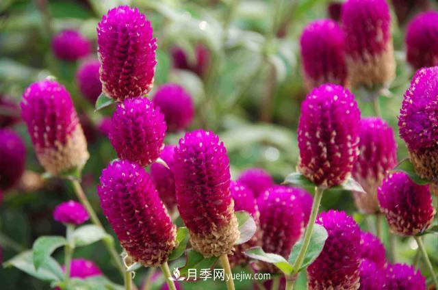為啥這些花能脫穎而出，成為國慶花壇里的主流(圖1)