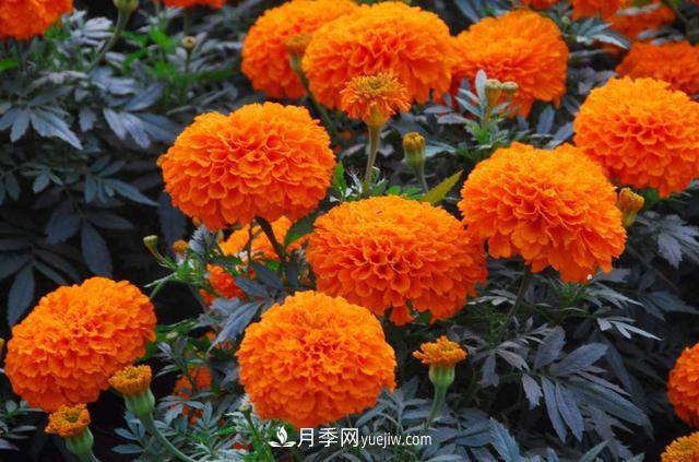 為啥這些花能脫穎而出，成為國慶花壇里的主流(圖2)
