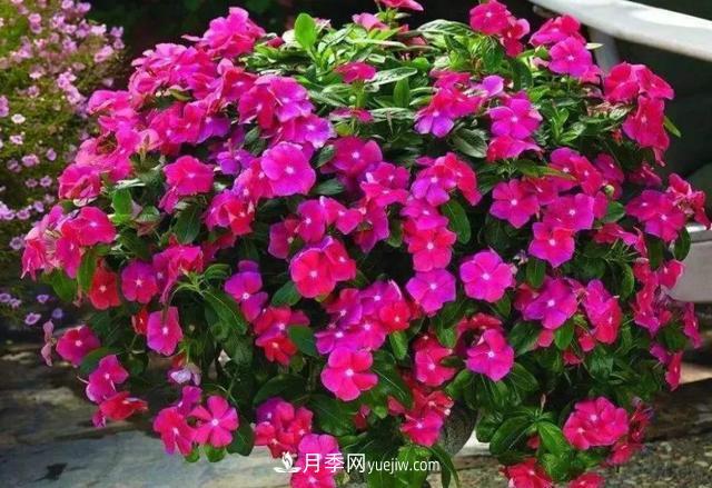為啥這些花能脫穎而出，成為國慶花壇里的主流(圖3)