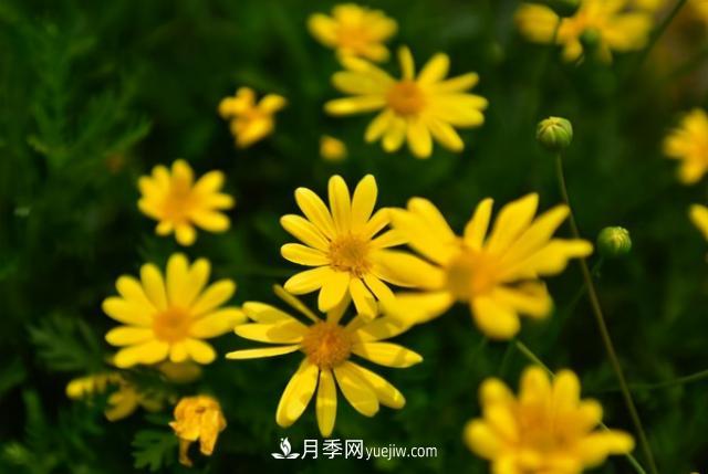 為啥這些花能脫穎而出，成為國慶花壇里的主流(圖4)