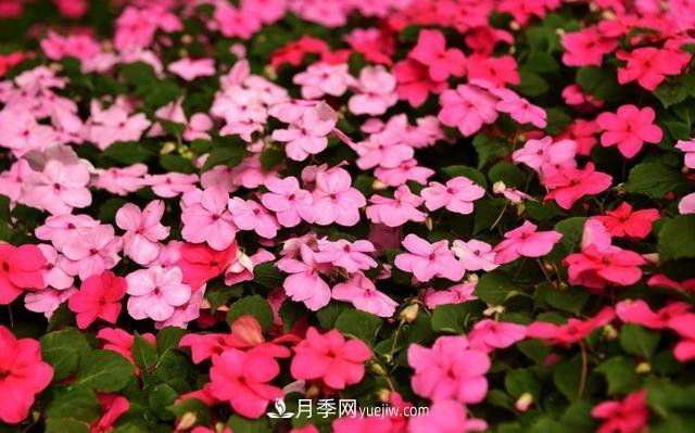 為啥這些花能脫穎而出，成為國慶花壇里的主流(圖8)